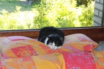 Takas Bild von Takas