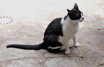 Fafú Bild von Fafú