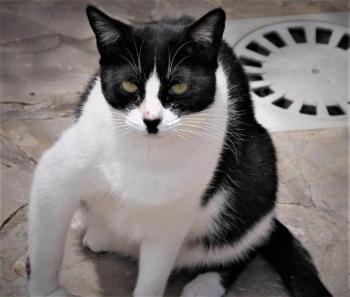 Fafú Bild von Fafú