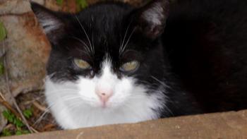 Pepa Bild von Pepa