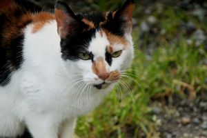Chantelle Bild von Chantelle