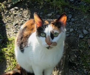 Chantelle Bild von Chantelle