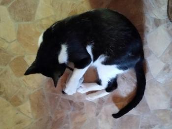 Curro Bild von Curro