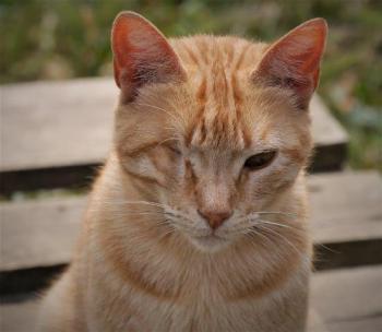 Kisho Bild von Kisho