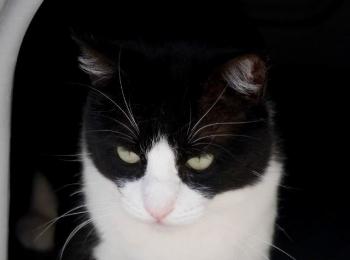 Kito Bild von Kito