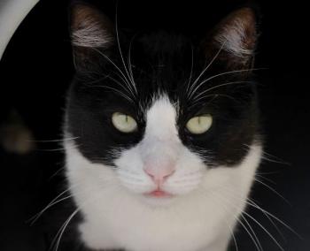 Kito Bild von Kito