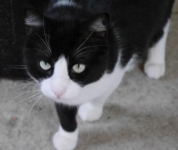 Kito Bild von Kito