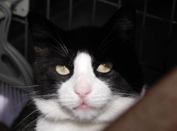 Kito Bild von Kito