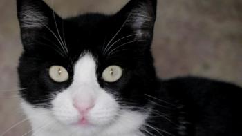 Kito Bild von Kito