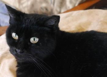 Shanti Bild von Shanti