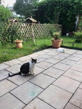 Mofletes Bild von Mofletes