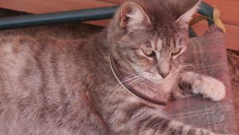 Rosita Bild von Rosita