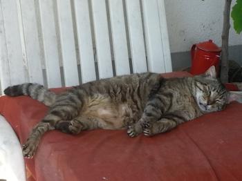 Boris Bild von Boris