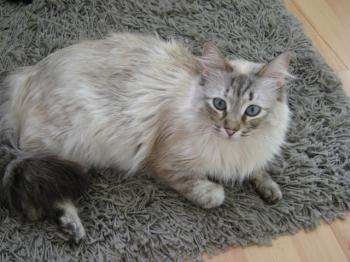 Samantha Bild von Samantha