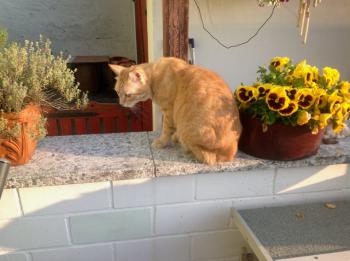 Dartacat Bild von Dartacat