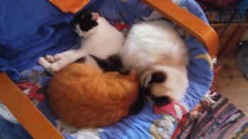 Nanuk Bild von Nanuk