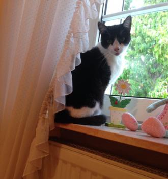 Ashira Bild von Ashira