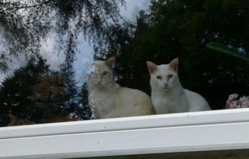 Raton Bild von Raton