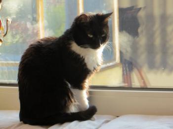 Bild von Saphira