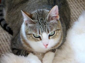 Sakima Bild von Sakima
