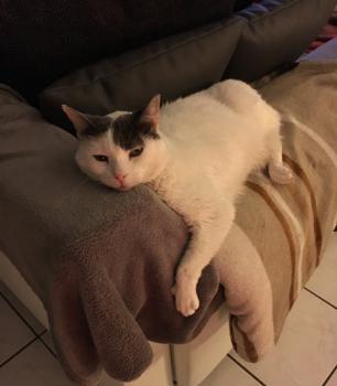Bild von Pussy