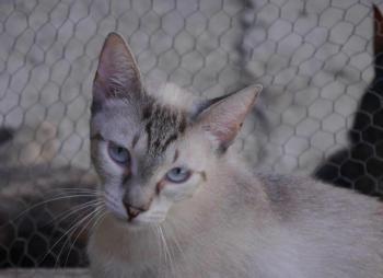 Chalita Bild von Chalita