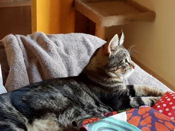 Milu Bild von Milu