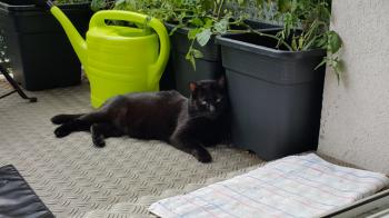 Bild von Coco