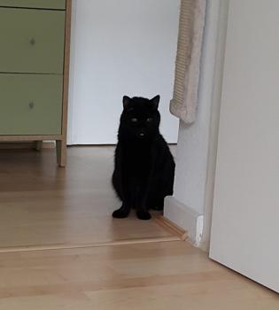 Bild von Coco