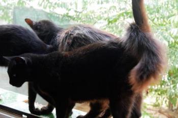 Bongo Bild von Bongo