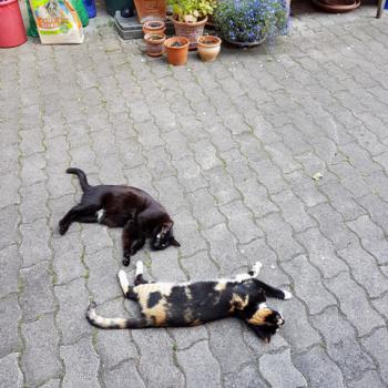 Irina Bild von Irina