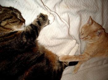 Benny Bild von Ginger