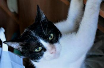 Derek Bild von Derek