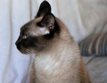 Sheila Bild von Sheila