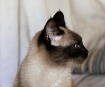 Sheila Bild von Sheila
