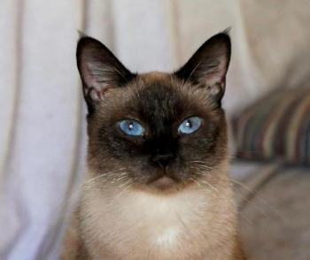 Sheila Bild von Sheila