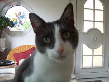 Grey Bild von Grey