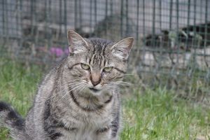 Bild von Fiorela
