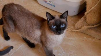 Sheila Bild von Sheila