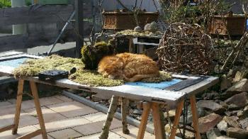Elliot Bild von Elliot