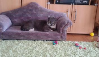 Bild von Peyo