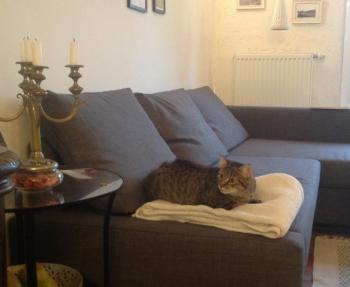 Yuki Bild von Yuki