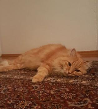 Bild von Pelos