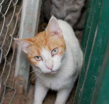 Salomé Bild von Salomé