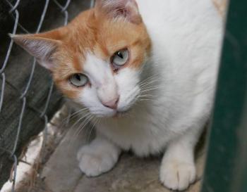 Salomé Bild von Salomé