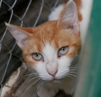 Salomé Bild von Salomé