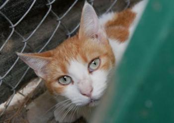 Salomé Bild von Salomé