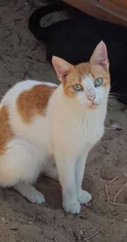 Salomé Bild von Salomé