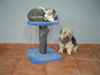 Mau Bild von Mau