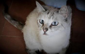 Saré Bild von Saré